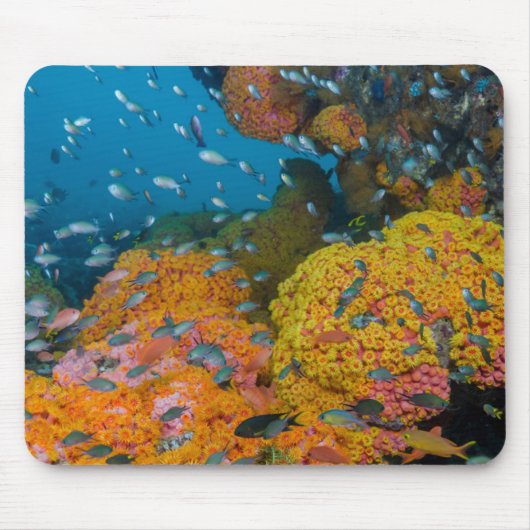 サンゴ礁の魚 マウスパッド (正面)