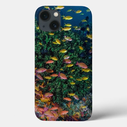 サンゴ礁を泳ぐ魚の群れ Case-Mate iPhoneケース (裏面)