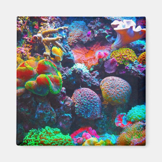サンゴ礁カラフル海磁石 マグネット (正面)