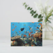 サンゴ礁フィッシュナチュレスケープ ポストカード (スタンド正面)