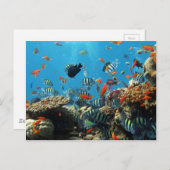 サンゴ礁フィッシュナチュレスケープ ポストカード (正面/裏面)