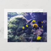 サンゴ礁フォトポストカード ポストカード (正面/裏面)