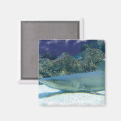 サンゴ礁磁石のサメ マグネット (正面/裏面)