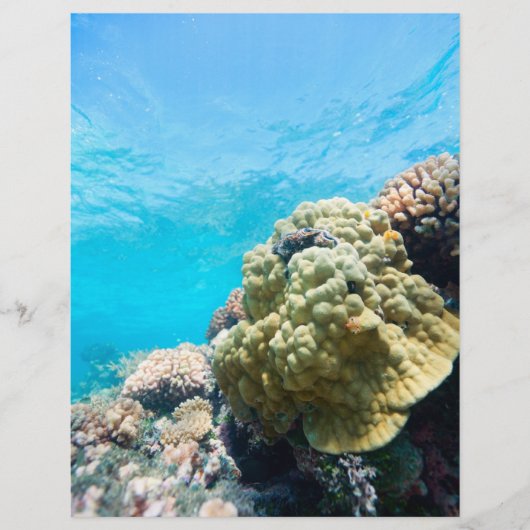 サンゴ礁 チラシ (正面)