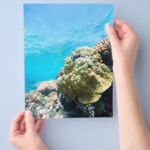 サンゴ礁 チラシ (手)