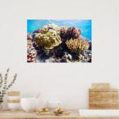 サンゴ礁 ポスター (キッチン)