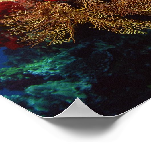 サンゴ礁 ポスター (角)