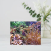 サンゴ礁 ポストカード (スタンド正面)