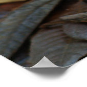 サンゴ菌 ポスター (角)