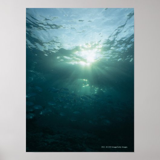 サンゴ輝く礁と魚の群れの光 ポスター (正面)