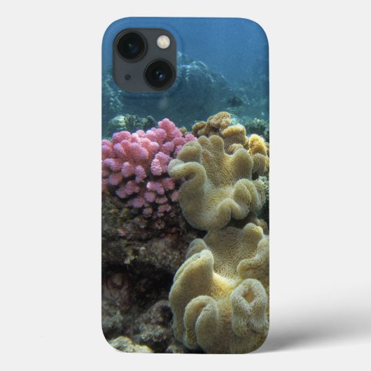 サンゴ、アジャンカートリーフ、グレートバリアリーフ、 Case-Mate iPhoneケース (裏面)