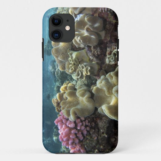 サンゴ、アジャンカート礁、グレートバリアリーフ、 Case-Mate iPhoneケース (裏面)