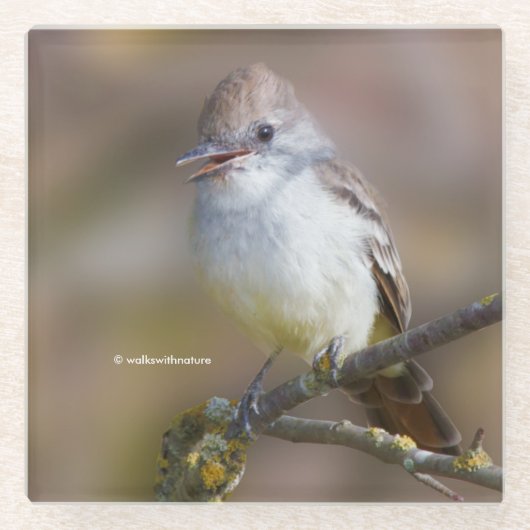 サンザシの枝に微笑む灰喉の付いたフライキャッチャー ガラスコースター (正面)