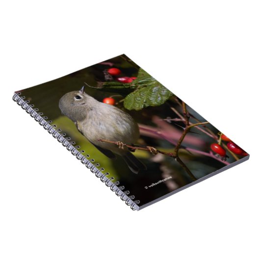 サンザシの茂みの上にルビーの冠を付けたキングレット松の鳥 ノートブック (右側)