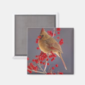 サンザシの間のメスのショウジョウコウカンチョウ マグネット (正面/裏面)