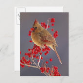 サンザシの雌の北(鳥)ショウジョウコウカンチョウ ポストカード (正面/裏面)