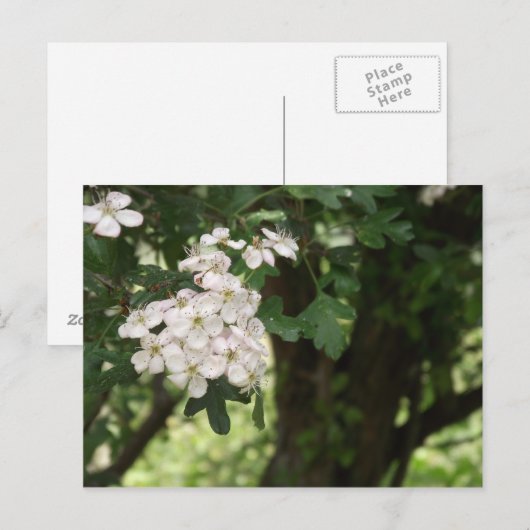 サンザシ花 ポストカード (正面/裏面)