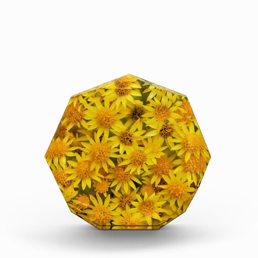 サンシャインがやってくる フォトブロック (正面)