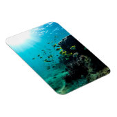 サンシャインと熱帯魚 マグネット (右側)