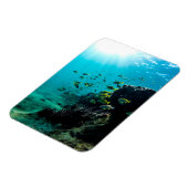 サンシャインと熱帯魚 マグネット (左側)