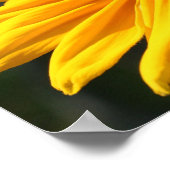 サンシャインの黒い目のスーザン花 ポスター (角)