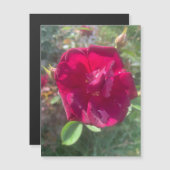 サンシャインアフターシャワーバラ磁石 (正面/裏面)