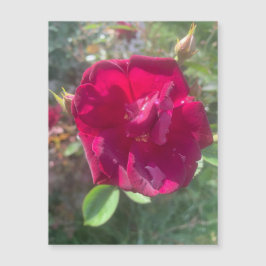 サンシャインアフターシャワーバラ磁石