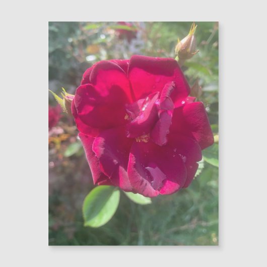 サンシャインアフターシャワーバラ磁石 (正面)