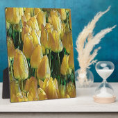 サンシャインイエローのチューリップ フォトプラーク (側面)