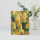 サンシャインイエローチューリップ ポストカード (スタンド正面)