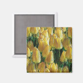 サンシャインイエローチューリップ マグネット (正面/裏面)