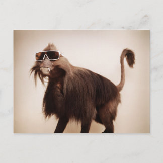 サンシャインサル ポストカード