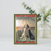 サンシャインシェルター犬 ポストカード (スタンド正面)