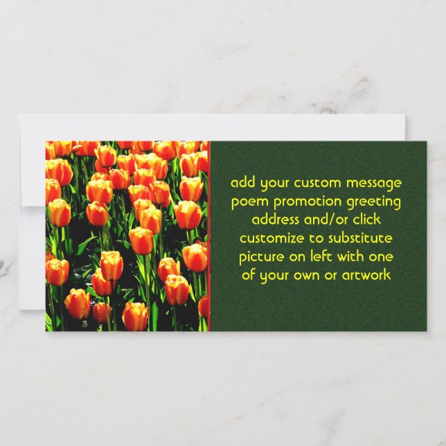 サンシャインチューリップ (正面)