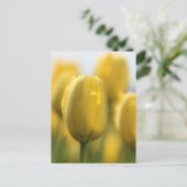 サンシャインチューリップ ポストカード (スタンド正面)