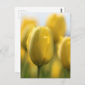 サンシャインチューリップ ポストカード (正面/裏面)