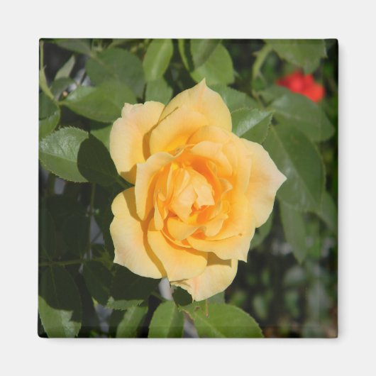 サンシャインディライト… マグネット (正面)