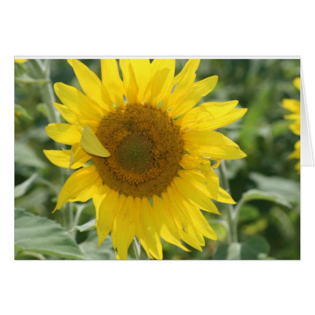 サンシャインノート (正面横)