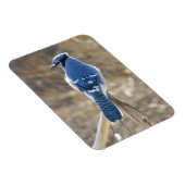 サンシャインマグネットの美しい青いカケス マグネット (右側)