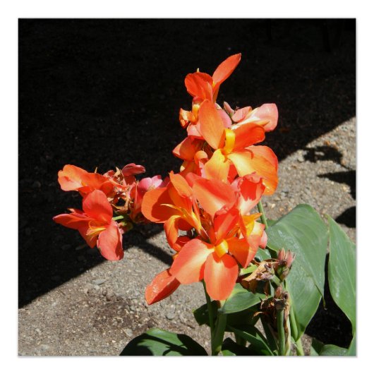 サンシャインラブ… ポスター (正面)