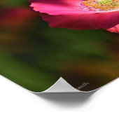 サンシャイン写真のピンクのポピー ポスター (角)