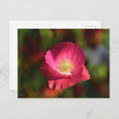 サンシャイン写真のピンクのポピー ポストカード (正面/裏面)