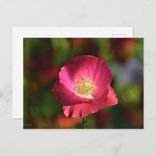 サンシャイン写真のピンクのポピー ポストカード (正面/裏面)