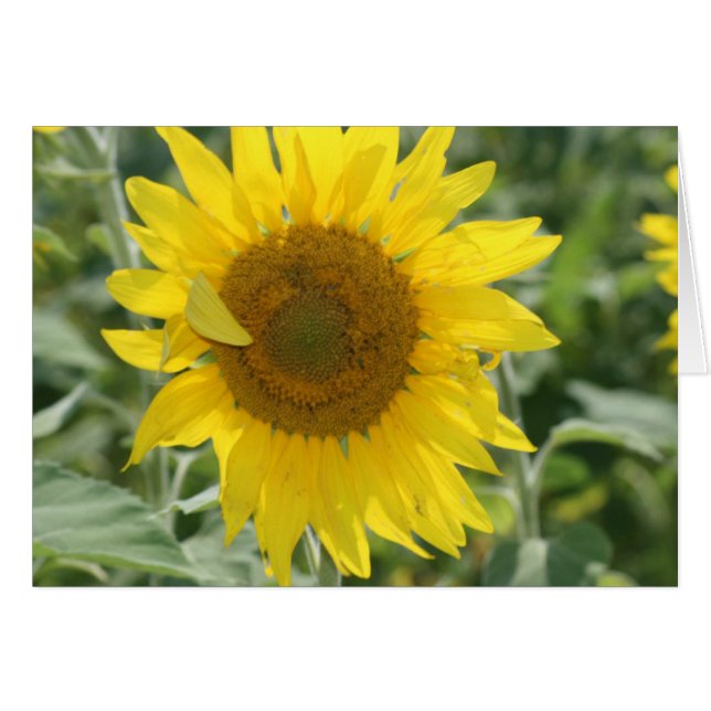 サンシャイン (正面横)