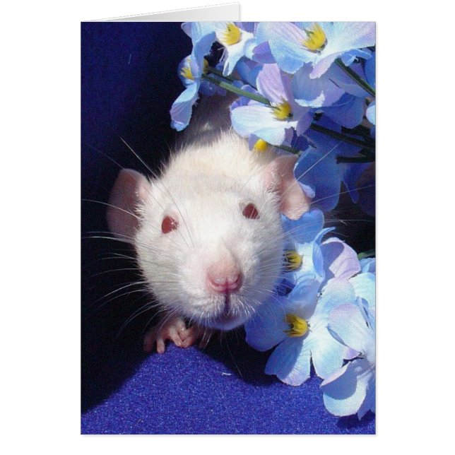 サンシャイン2 (正面)