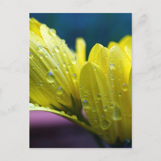 サンシャイン・アフター・ザ・レイン写真 ポストカード (正面)