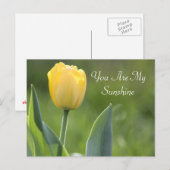 サンシャイン チューリップ フォトグラフィー ポストカード (正面/裏面)