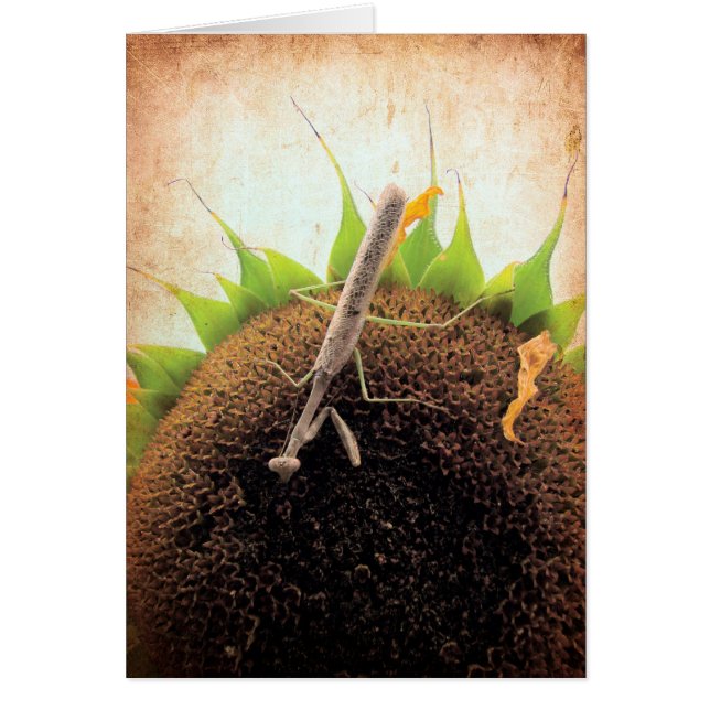 サンシャイ祈ン用 (正面)