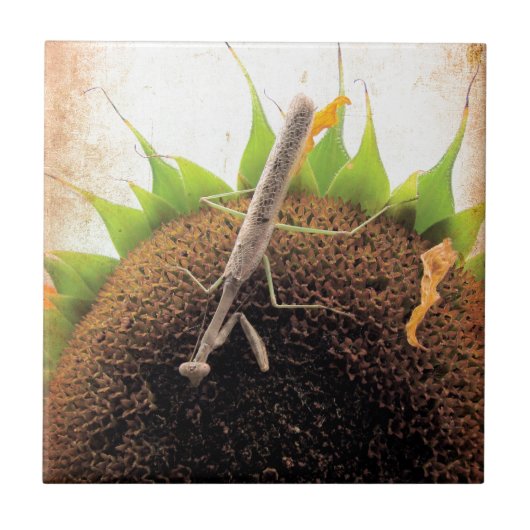 サンシャイ祈ン用 タイル (正面)