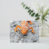 サンショウウオの近い郵便はがき ポストカード (スタンド正面)